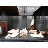 Cage containing quantity of ornamental birds