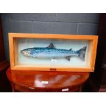 Porcelain sea trout in case