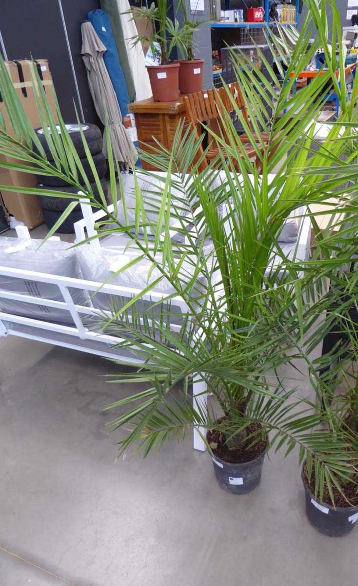 +VAT Large Phoenix palm
