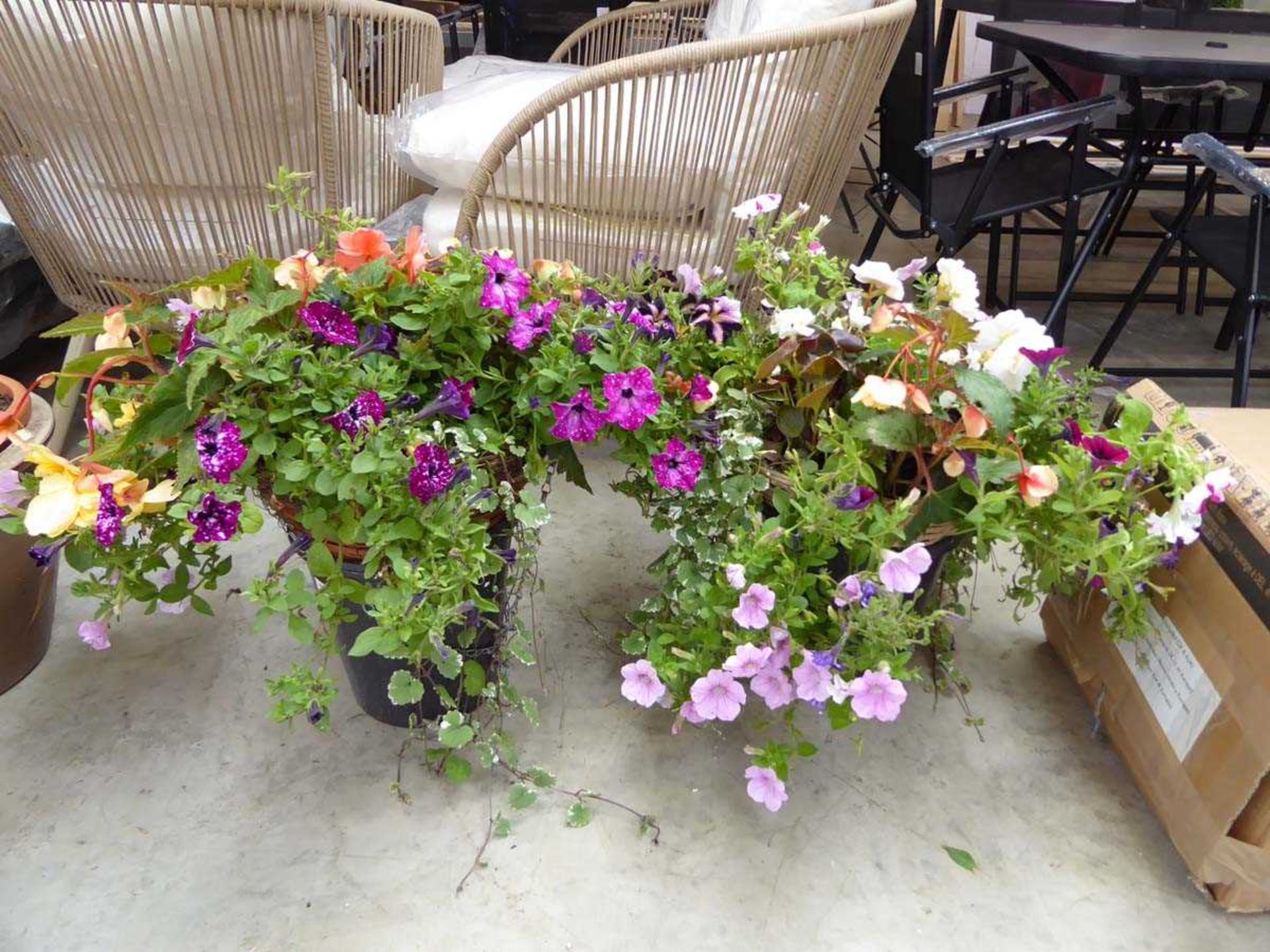 Pair of hanging baskets with mixed plants