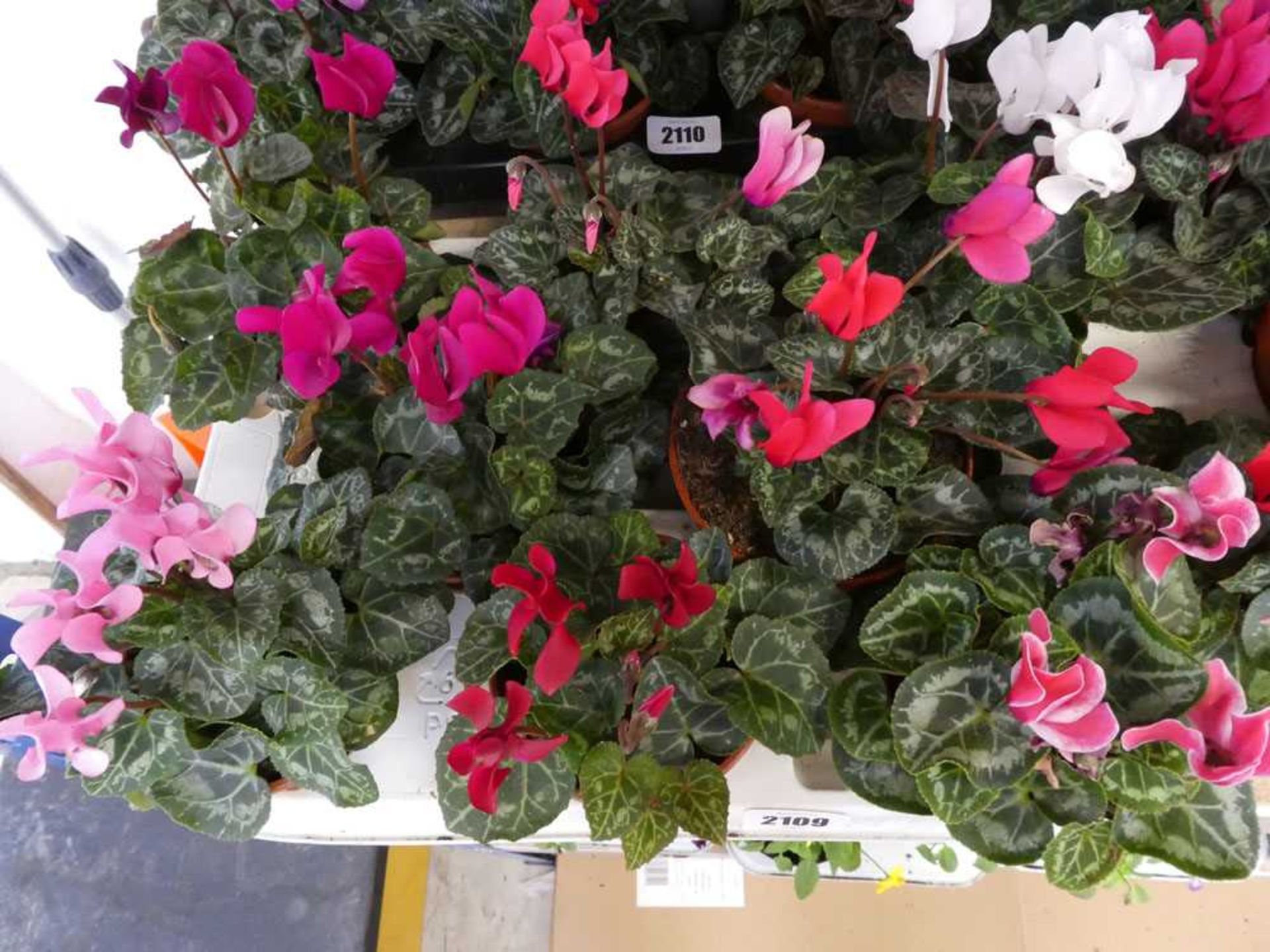 Tray containing 8 pots of cyclamen