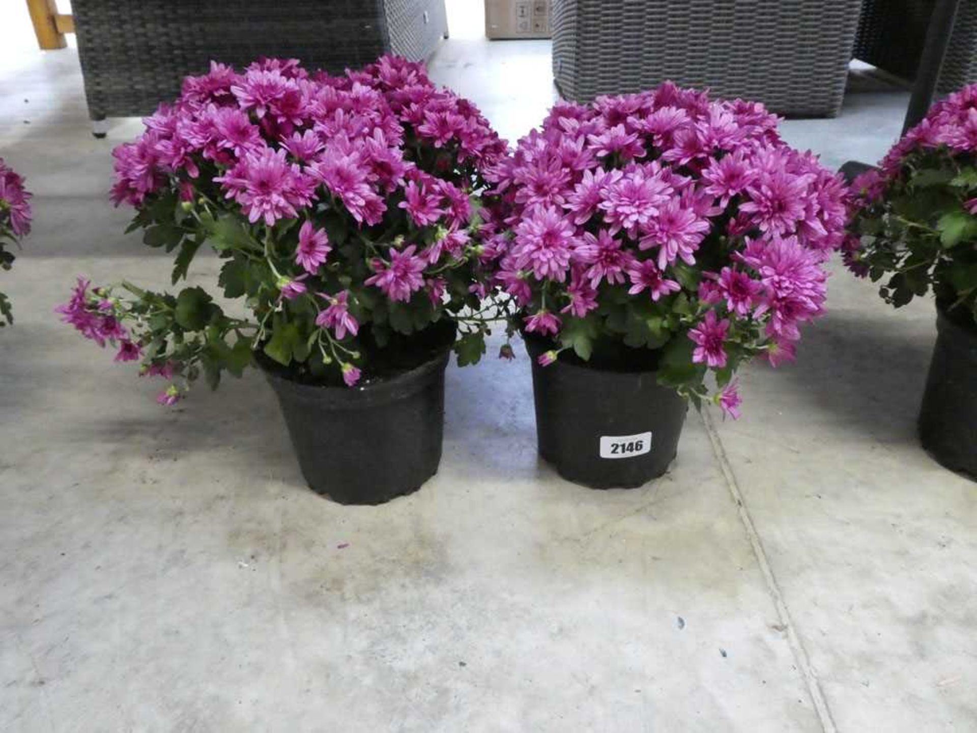 Pair of potted chrysanthemums