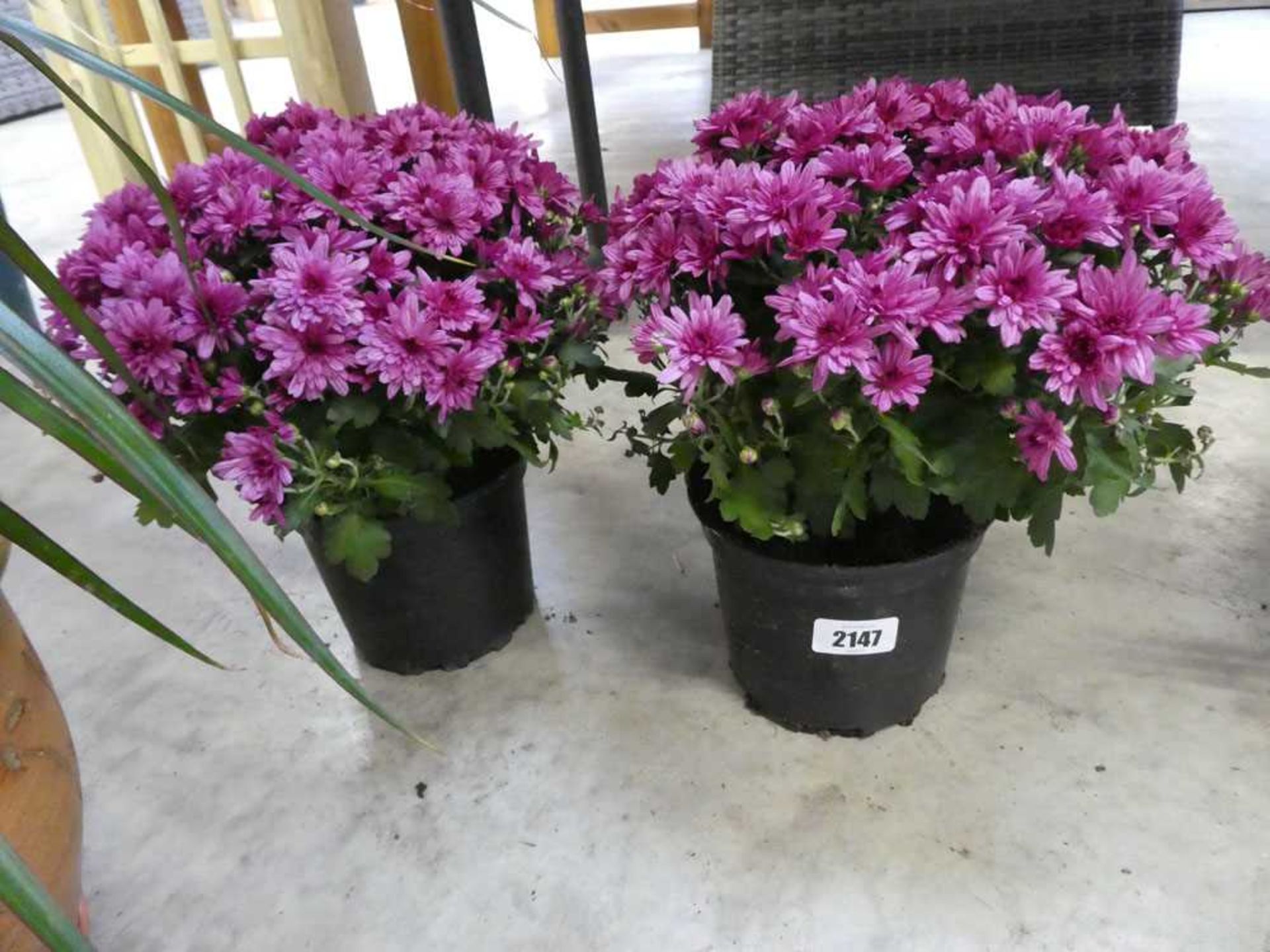 Pair of potted chrysanthemums