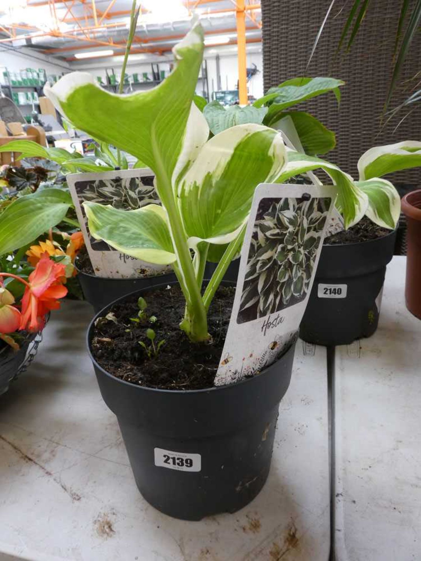 Pair of potted hostas - Image 2 of 2