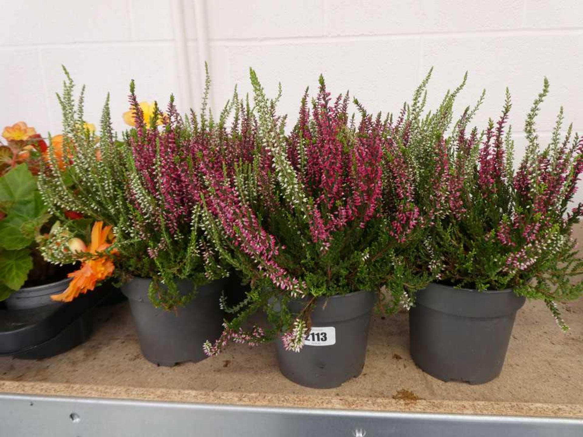 5 pots of purple and white heather