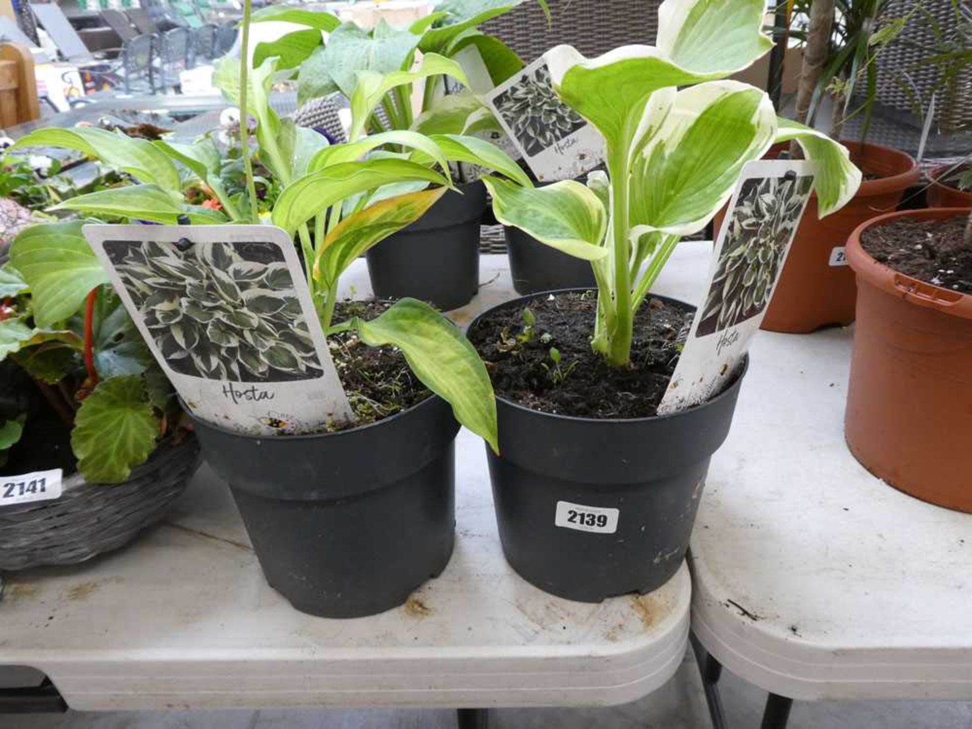 Pair of potted hostas