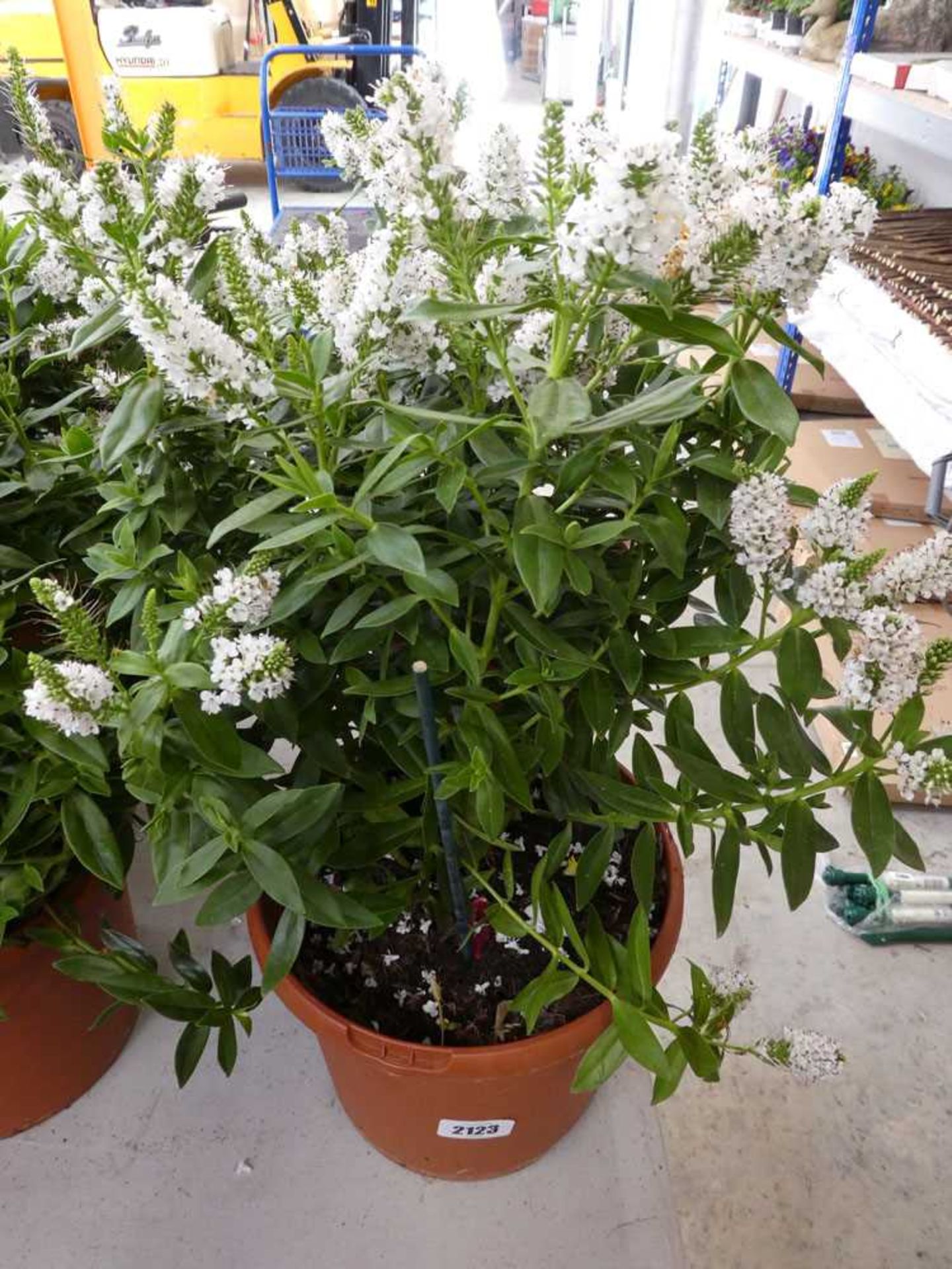 Pair of potted hebes