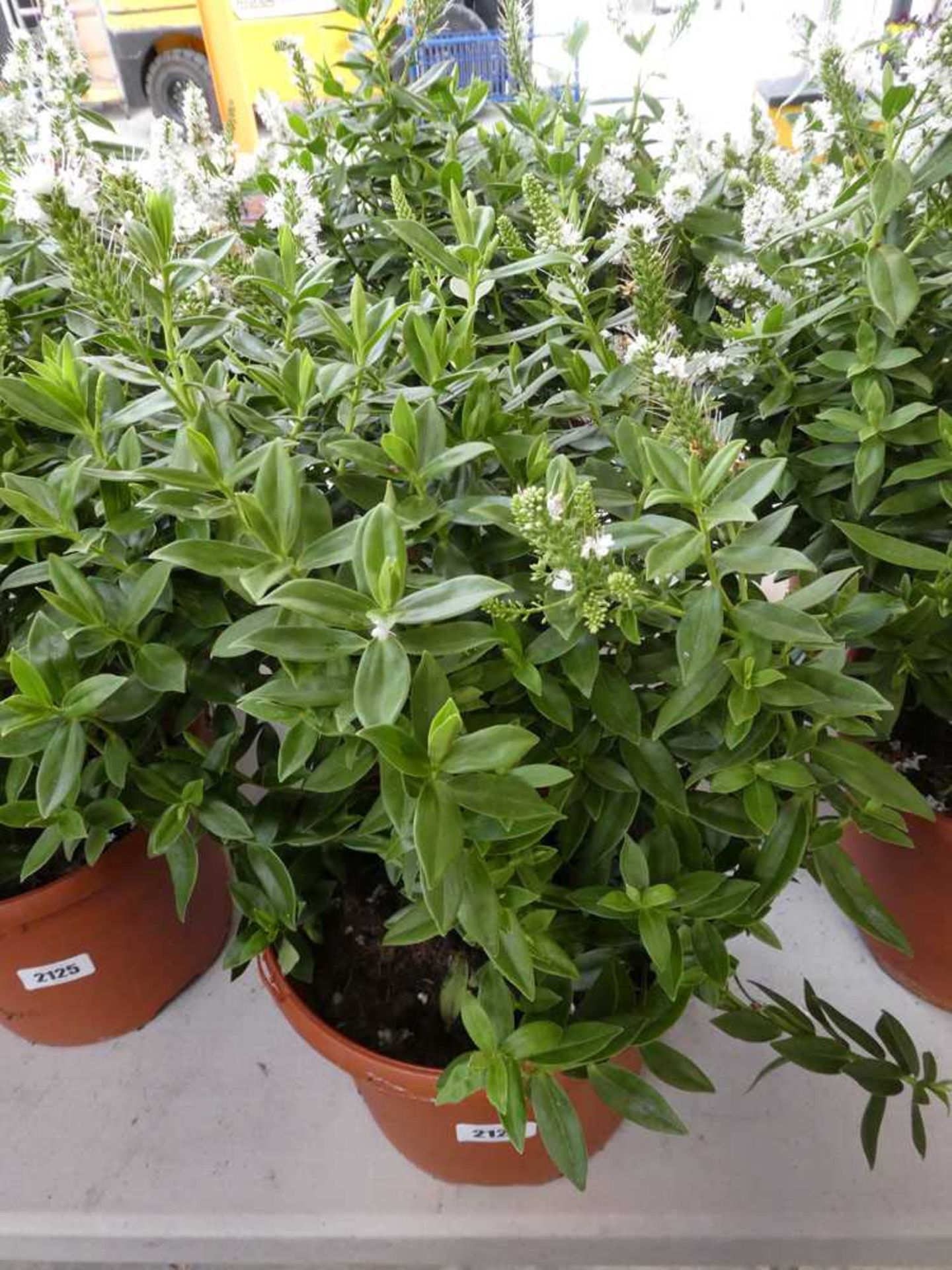 Pair of potted hebes