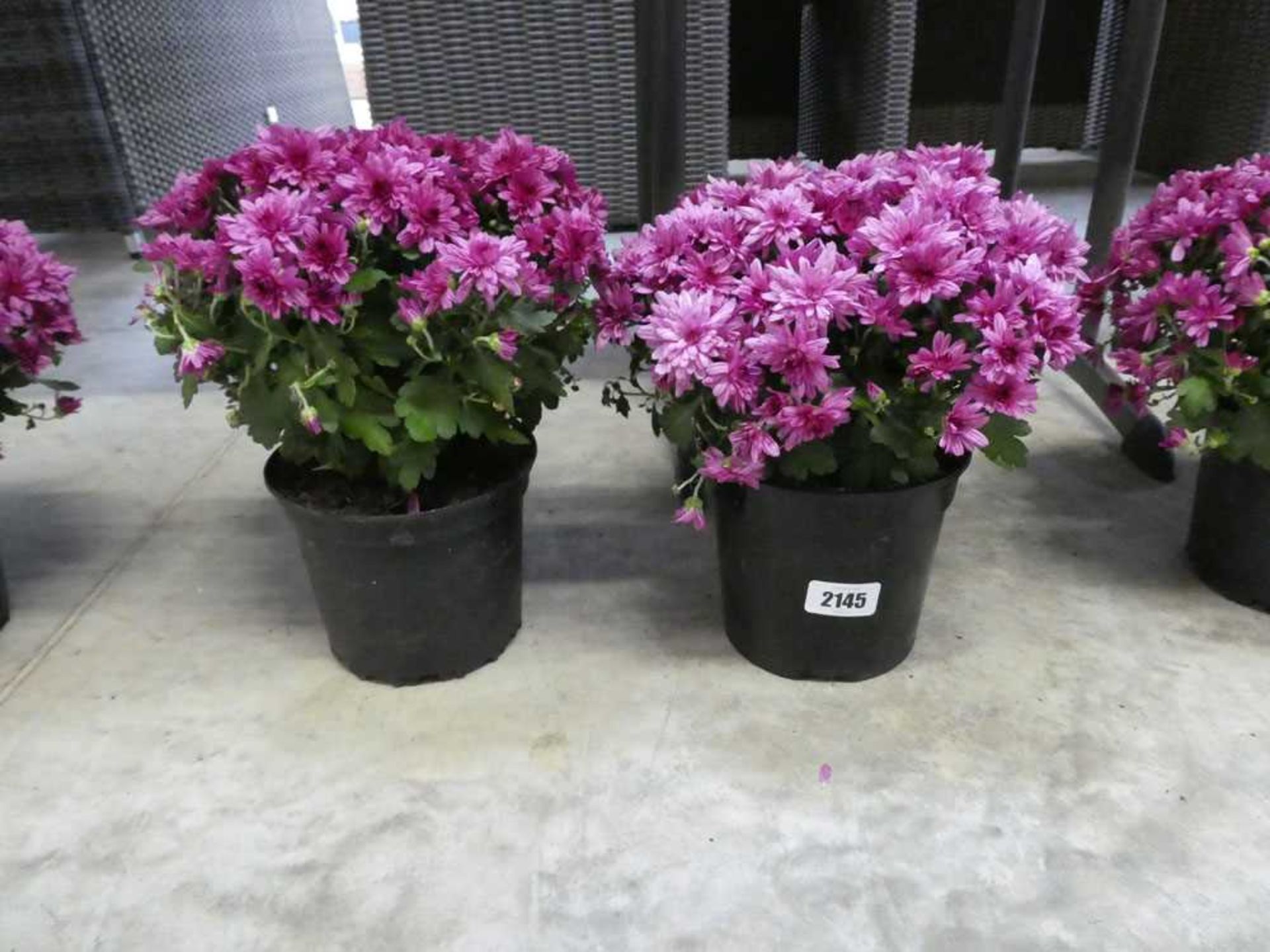 Pair of potted chrysanthemums