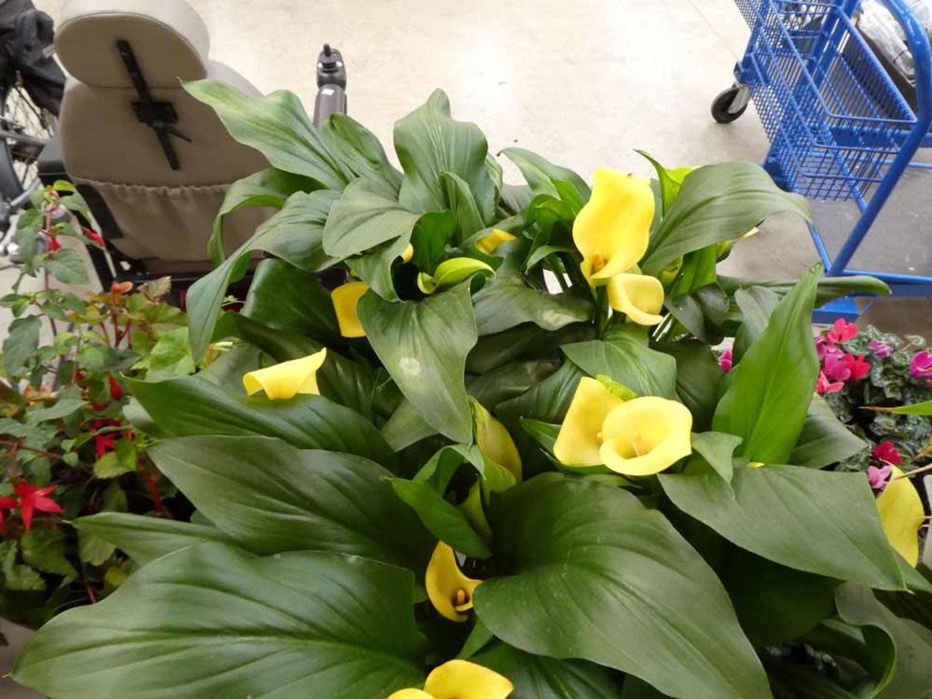 Pair of potted Izzy Mae Calla yellow lilies
