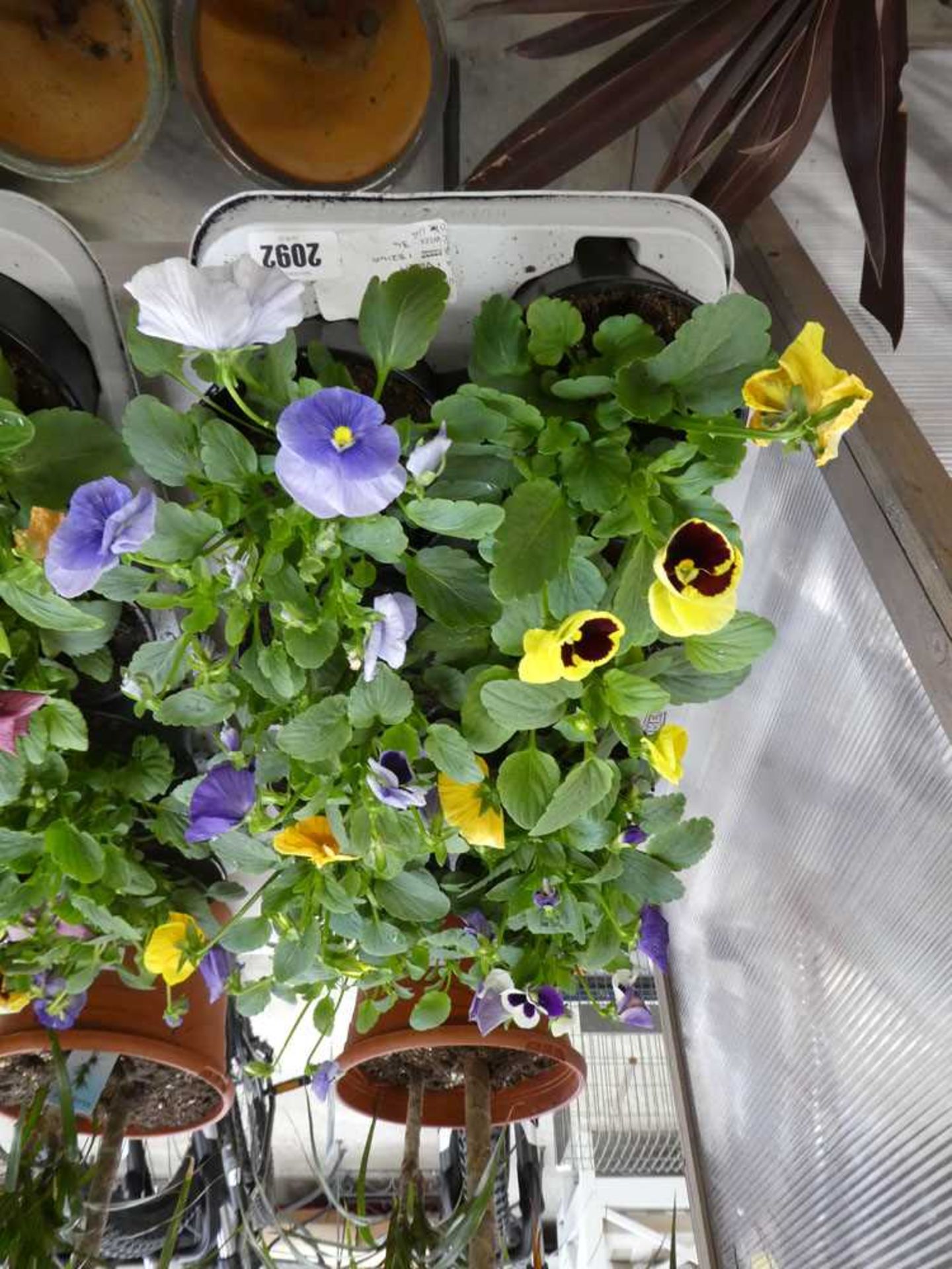 Tray containing 8 pots of pansies