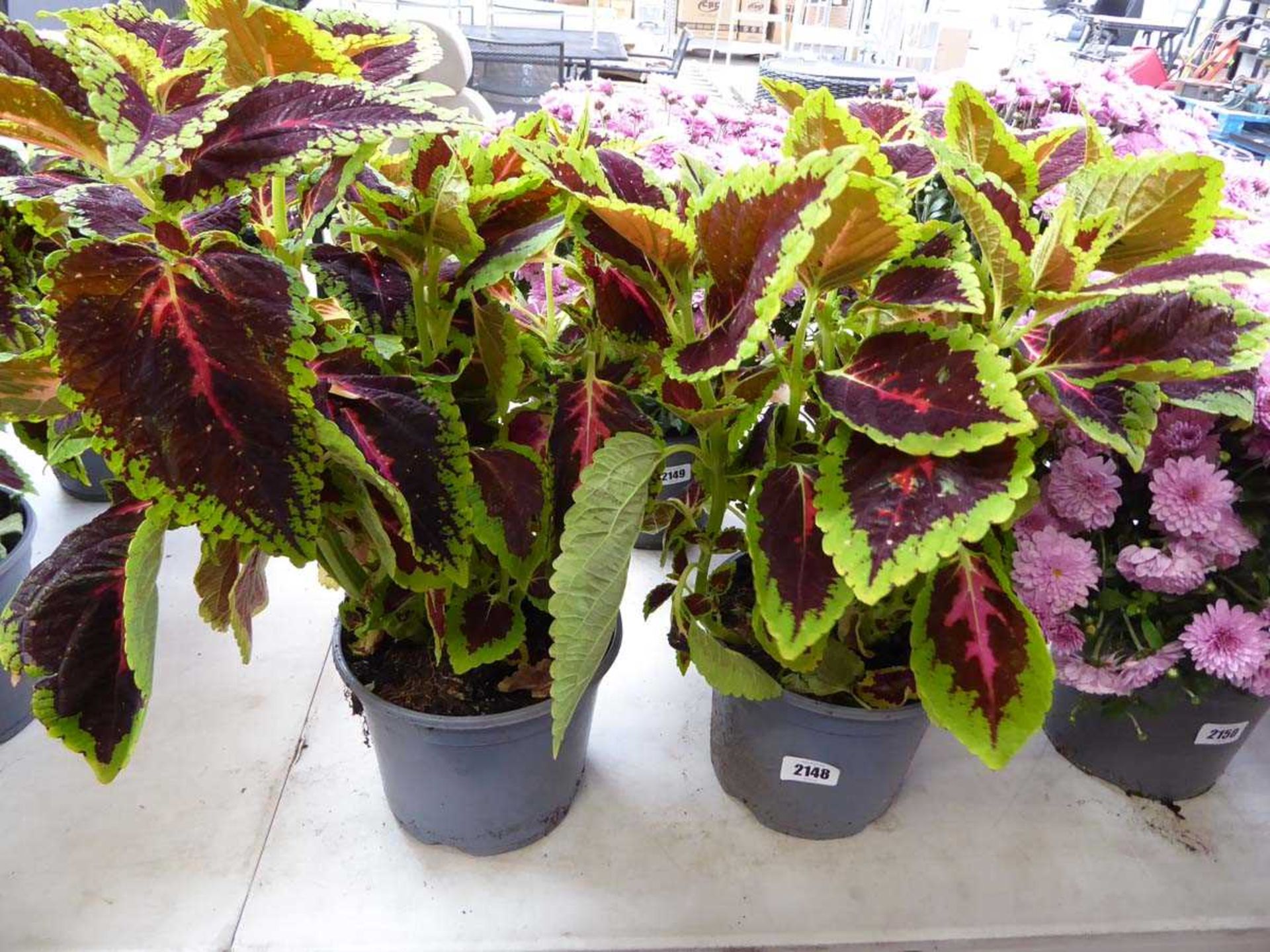 Pair of potted coleus