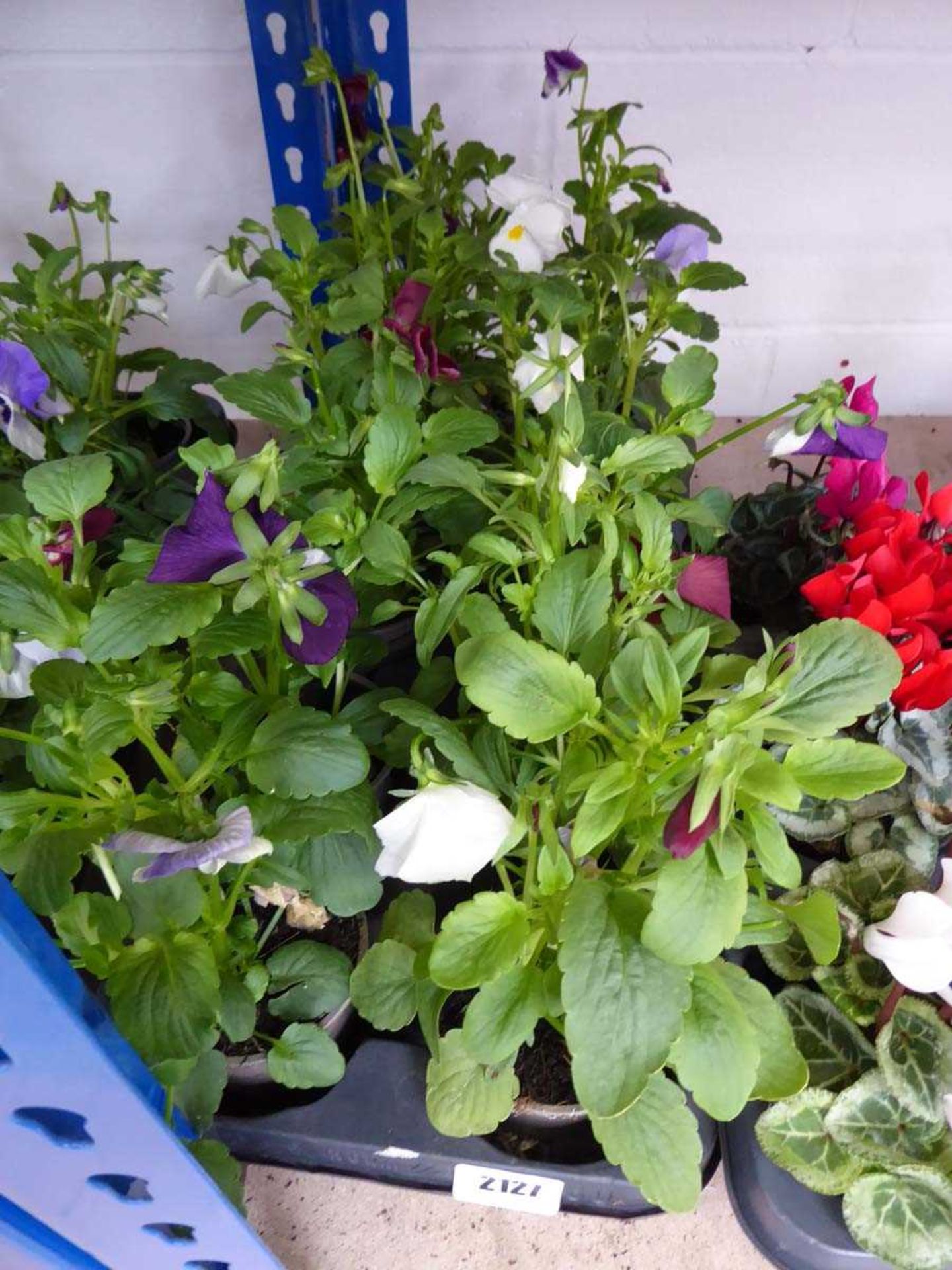 Tray containing 10 potted pansies