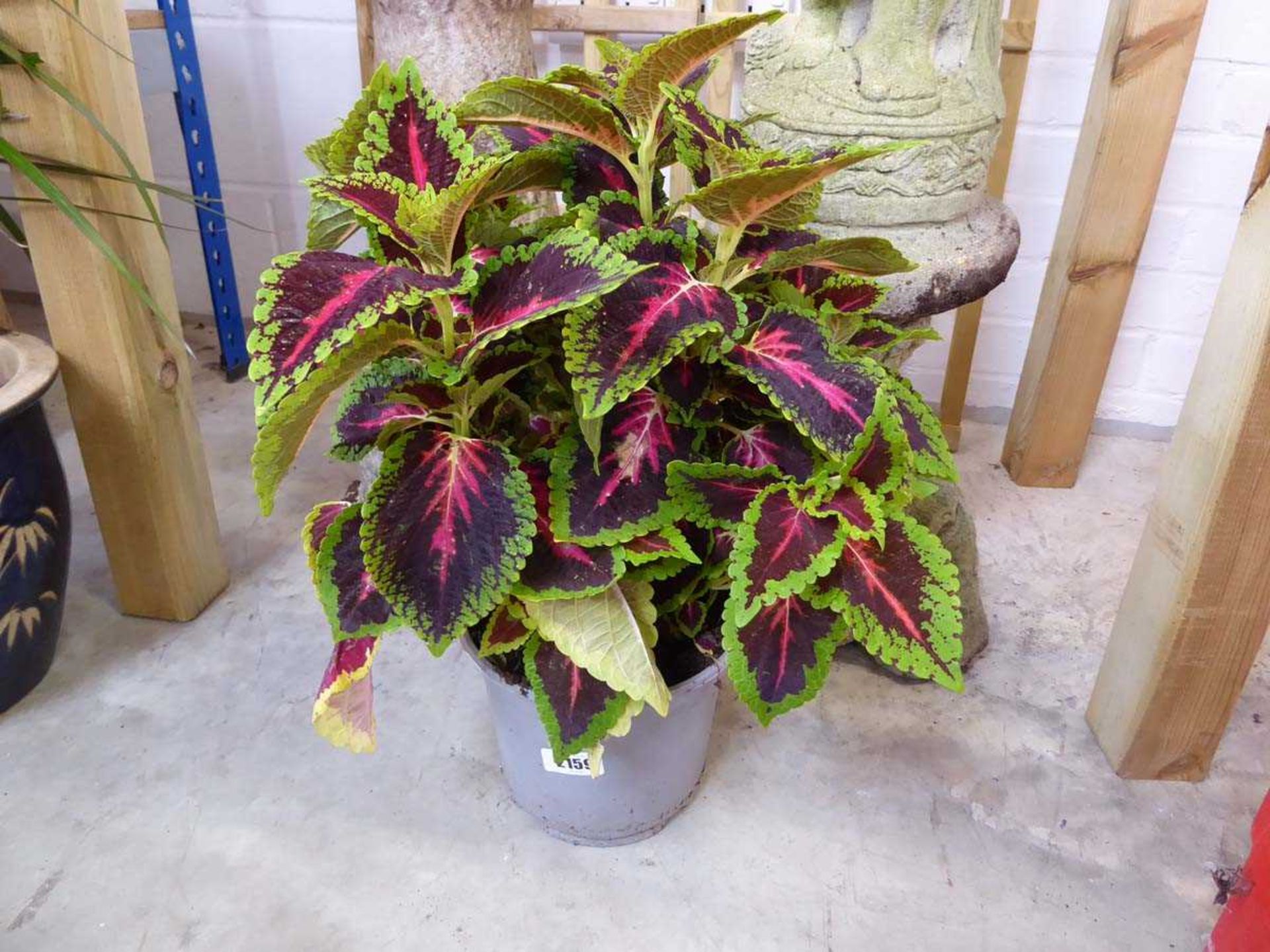 Potted coleus