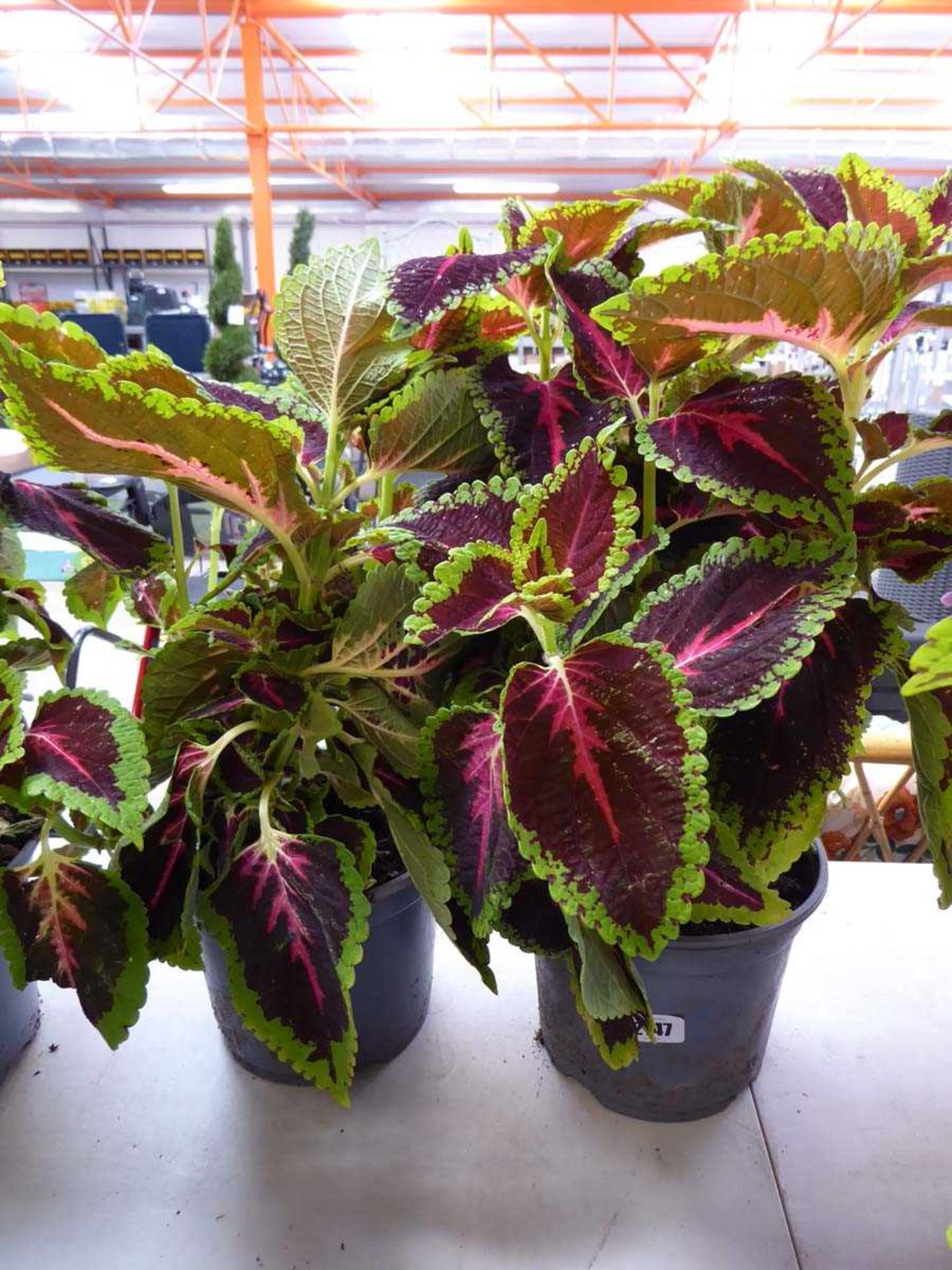 Pair of potted coleus