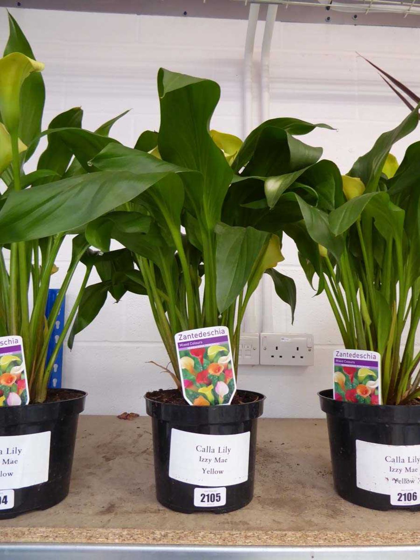 Potted calla lily