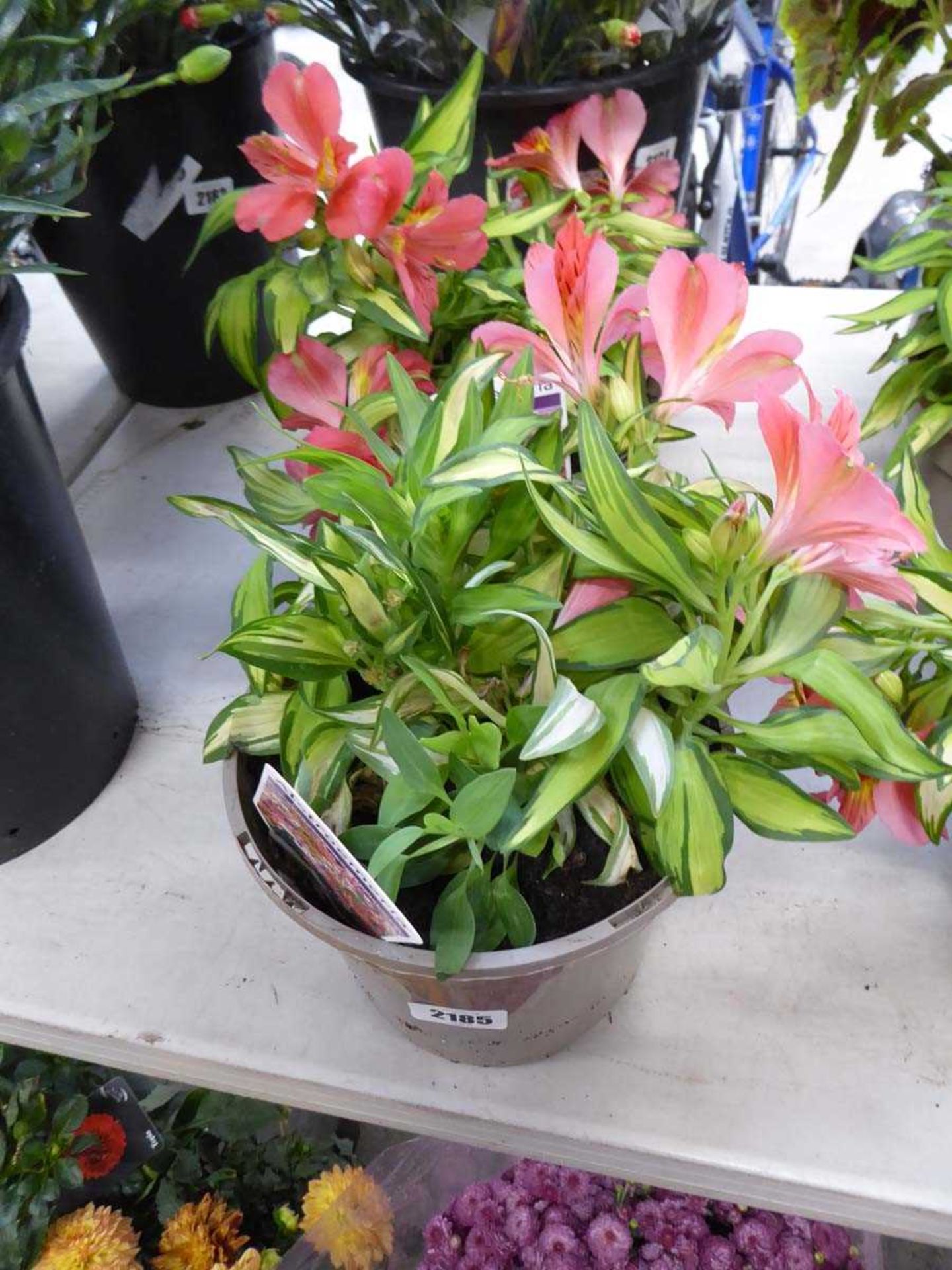 Pair of potted alstroemeria