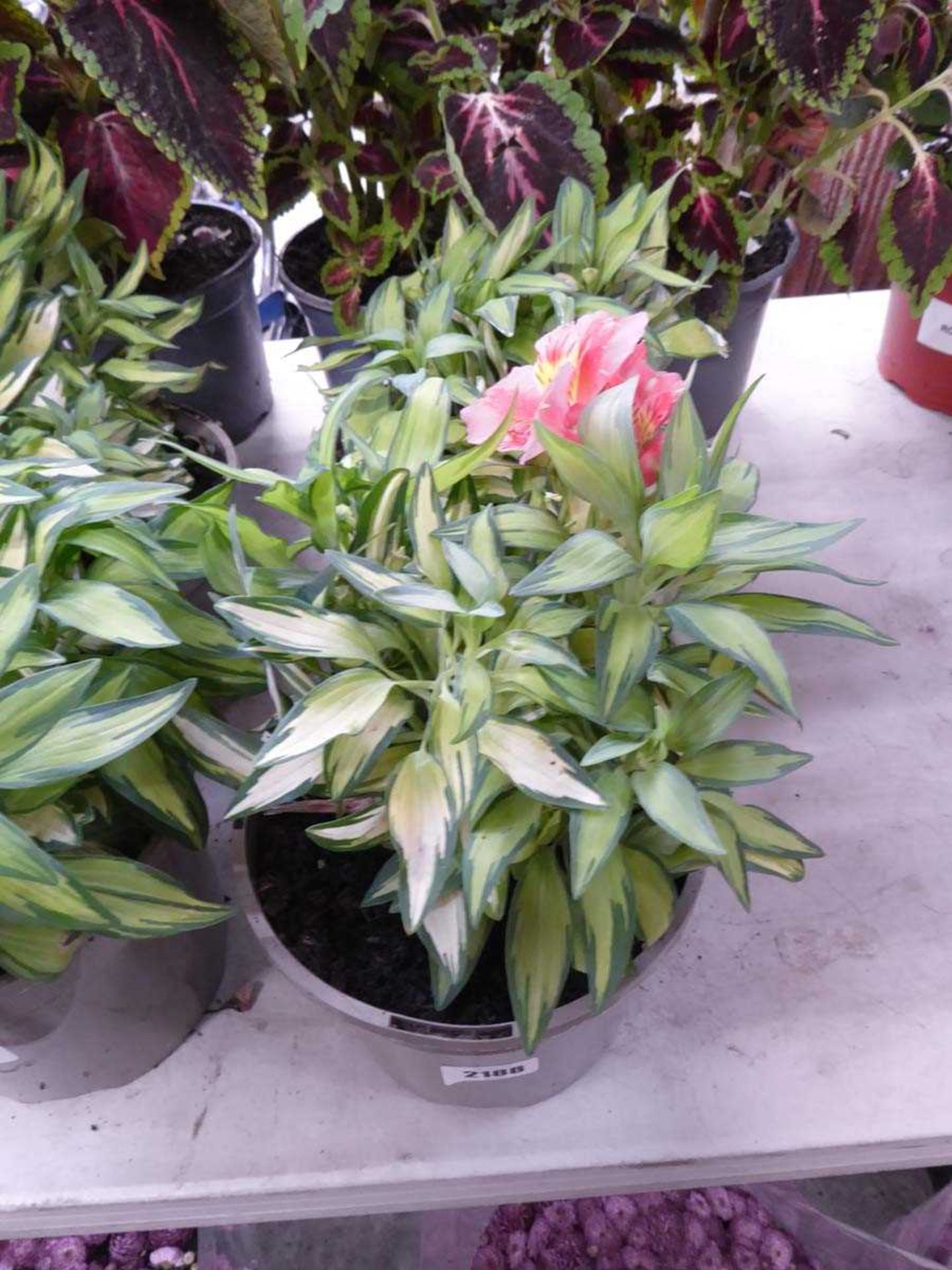 Pair of potted alstroemeria