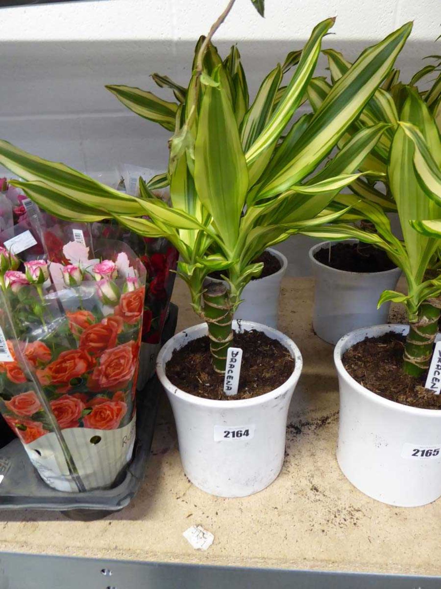 Pair of potted dracena