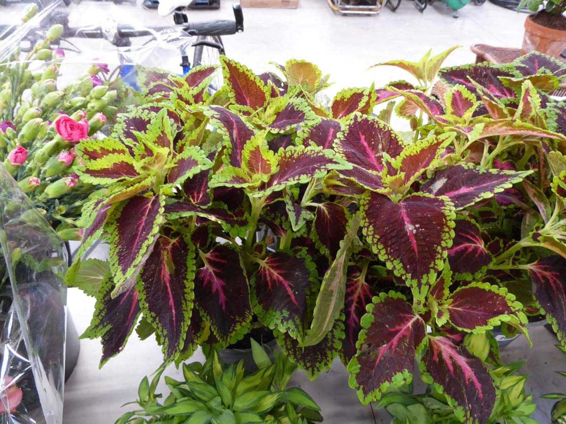 Pair of potted coleus