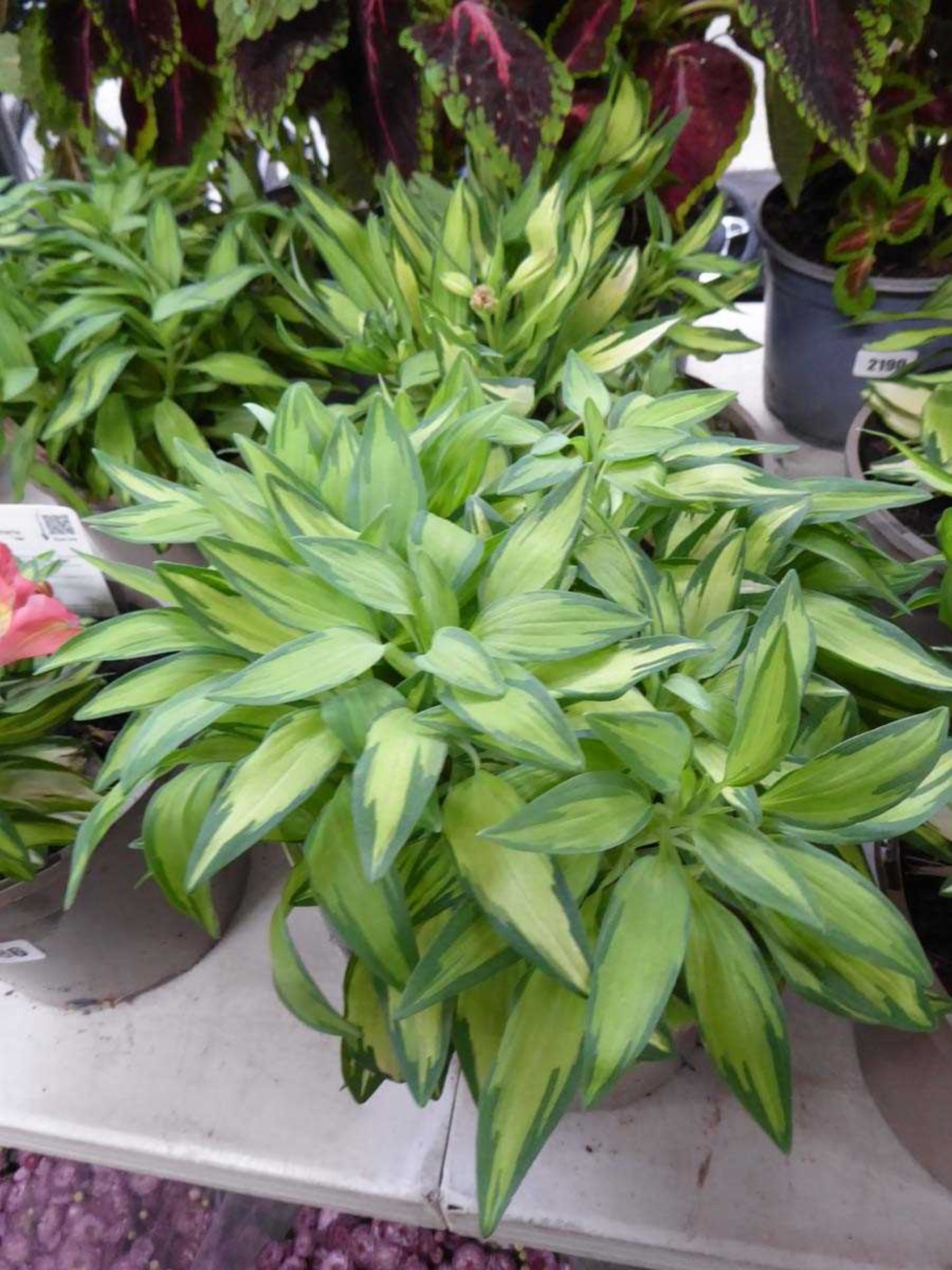 Pair of potted alstroemeria