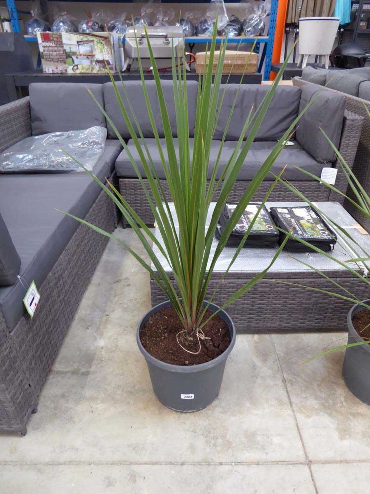 Potted cordyline