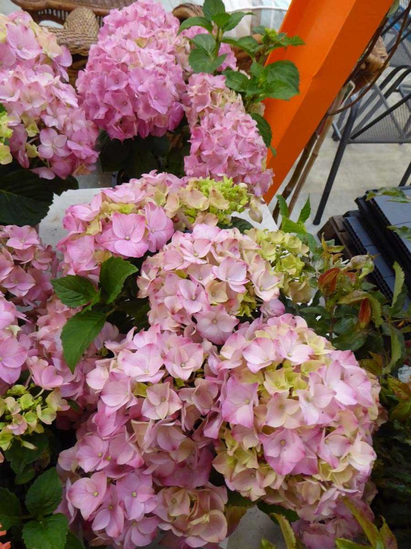 Pair of potted rosita hydrangeas