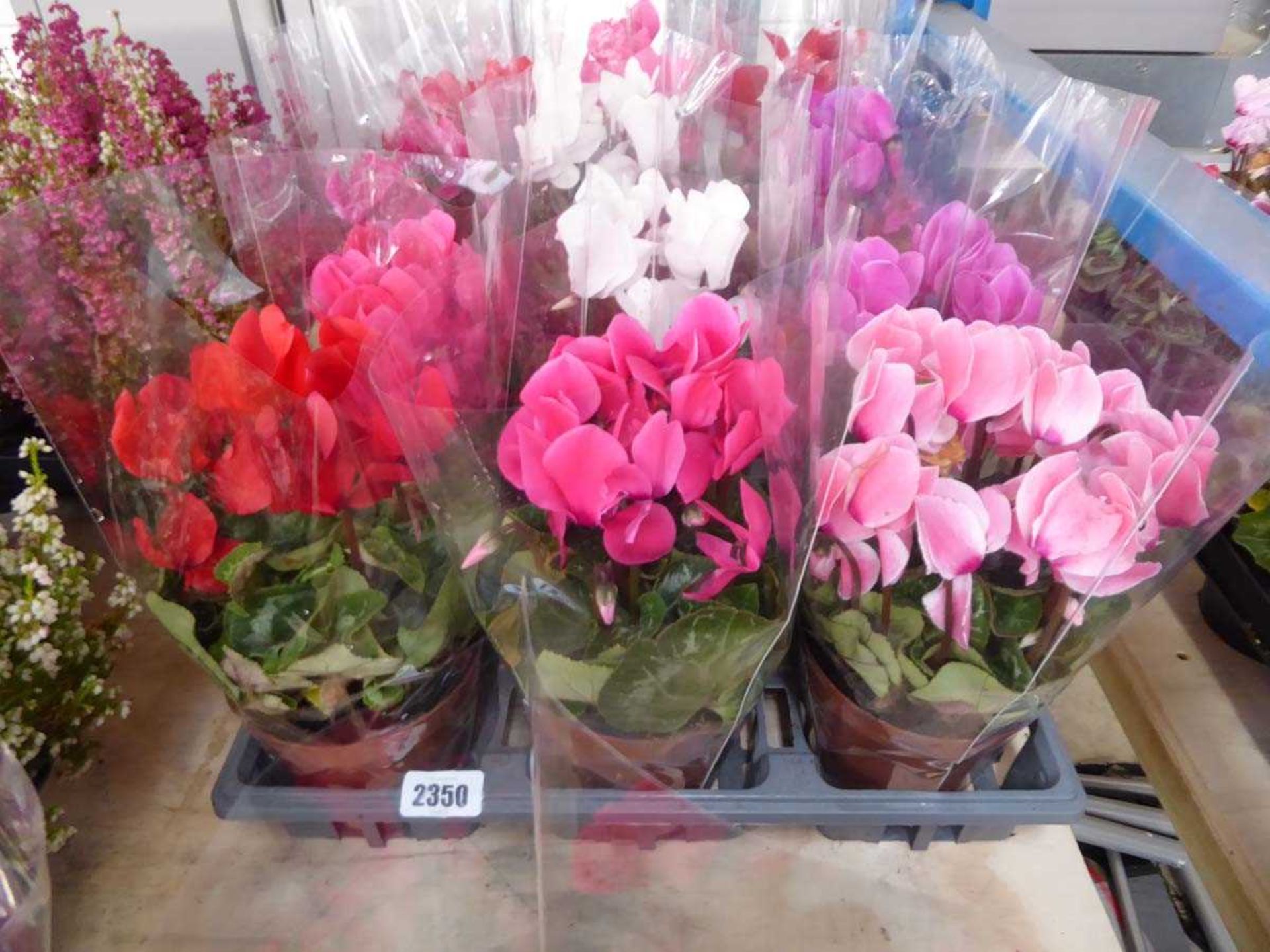 Tray containing 6 large cyclamens in sheaves