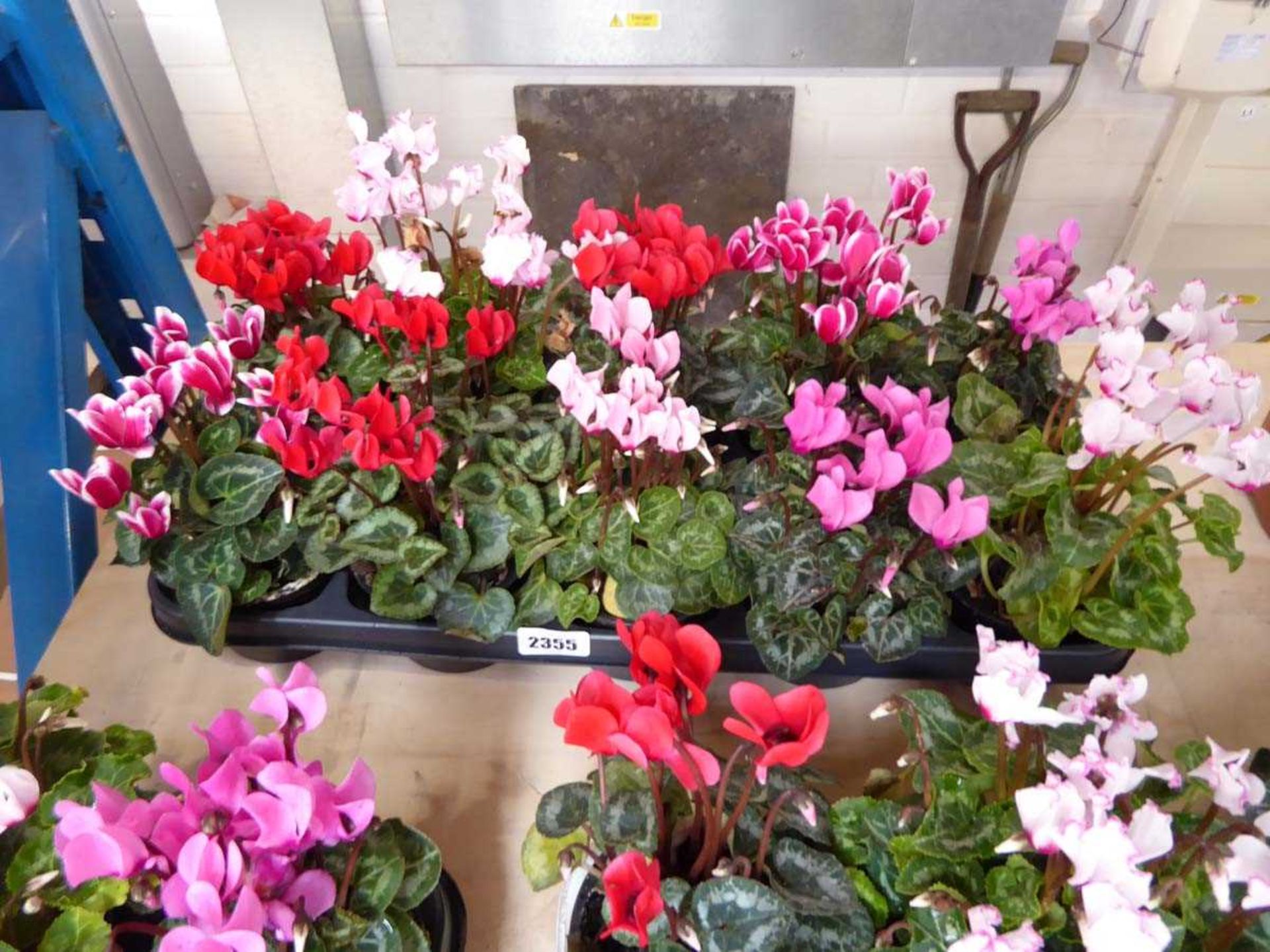 Tray containing 10 pots of mixed coloured cyclamen