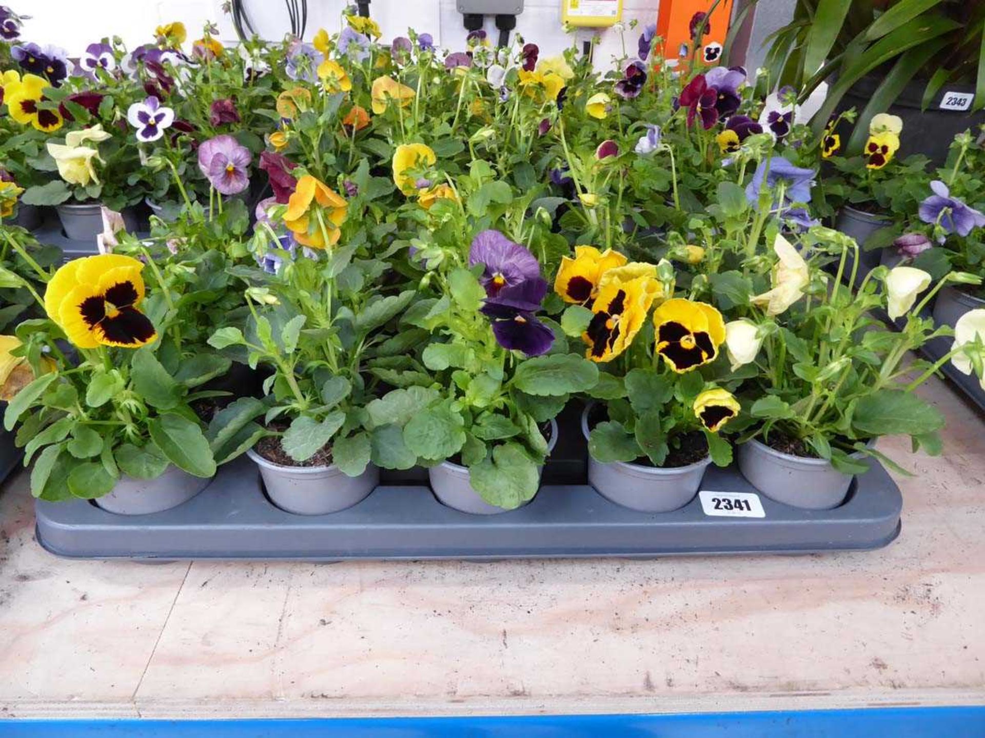 Tray containing 15 pots of mixed pansies
