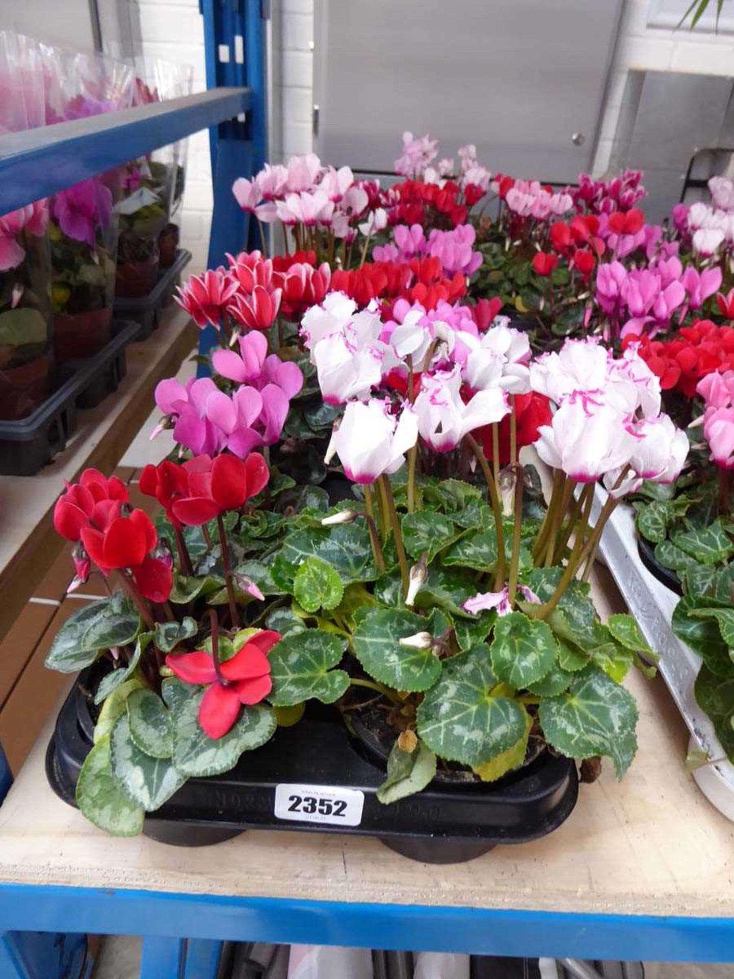 Tray containing 10 pots of mixed coloured cyclamen