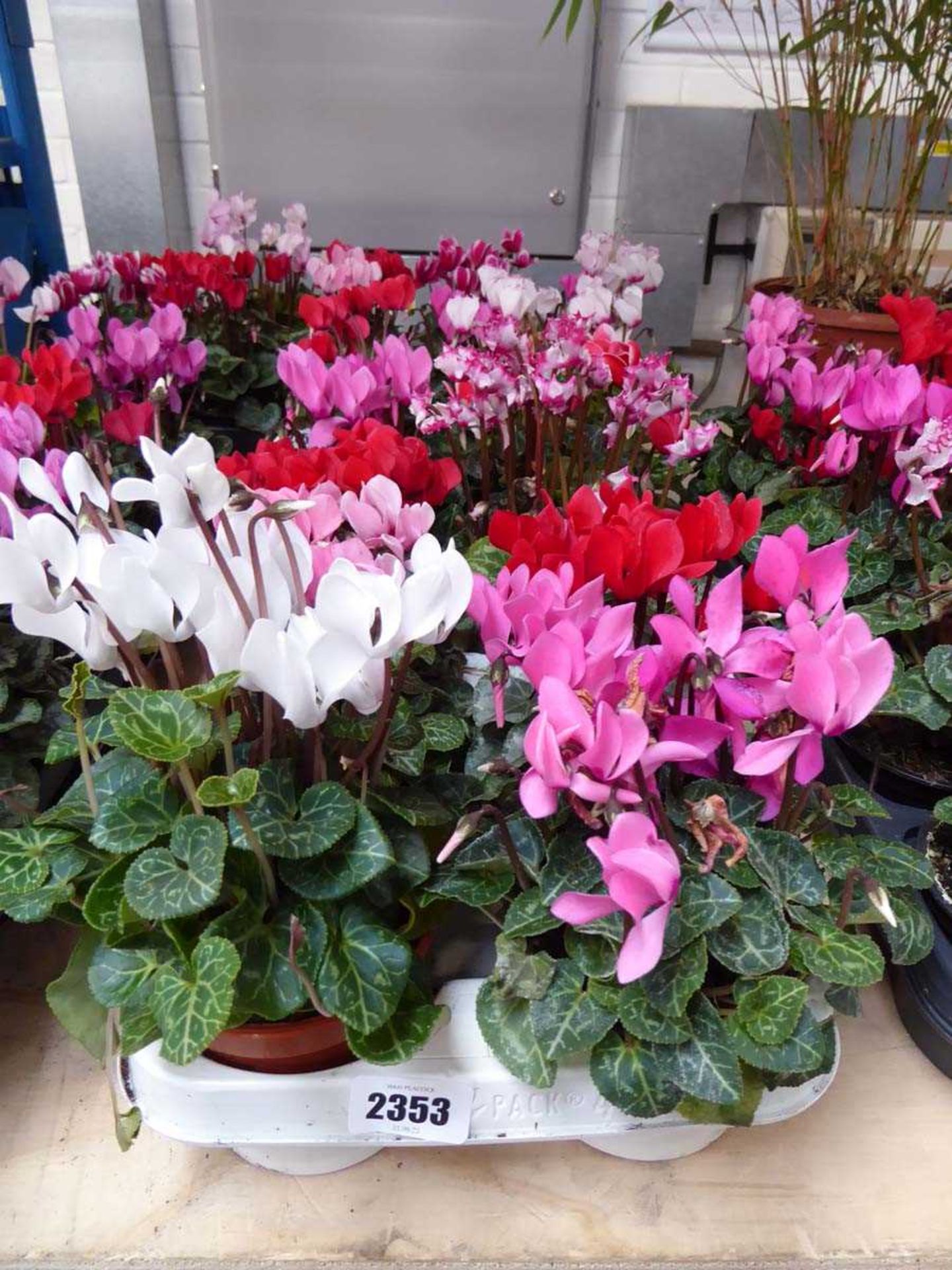 Tray containing 10 pots of mixed coloured cyclamen