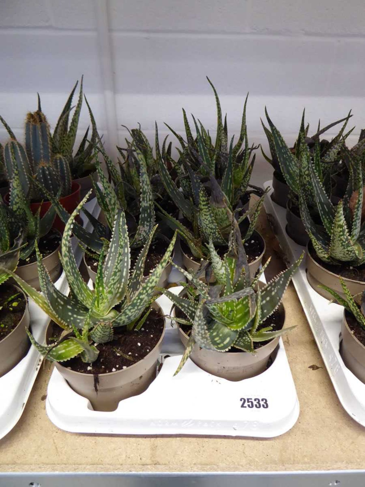 Large tray containing 8 potted aloe vera plants