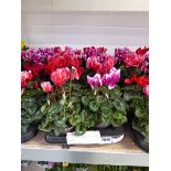 Large tray containing 8 potted cyclamen