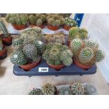 Tray containing 6 large cacti plants