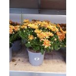 Pair of potted gold flowering chrysanthemums