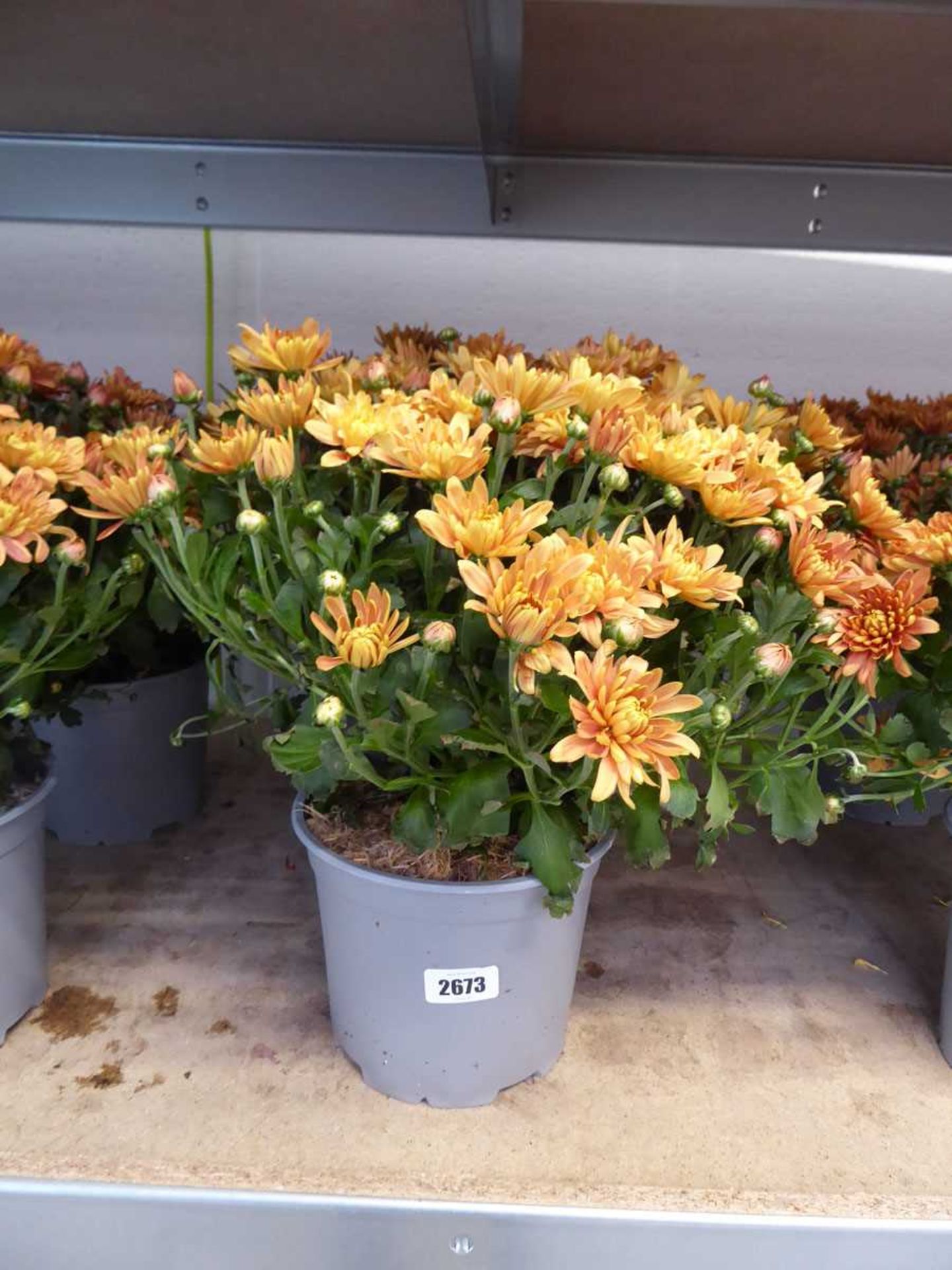 Pair of potted gold flowering chrysanthemums