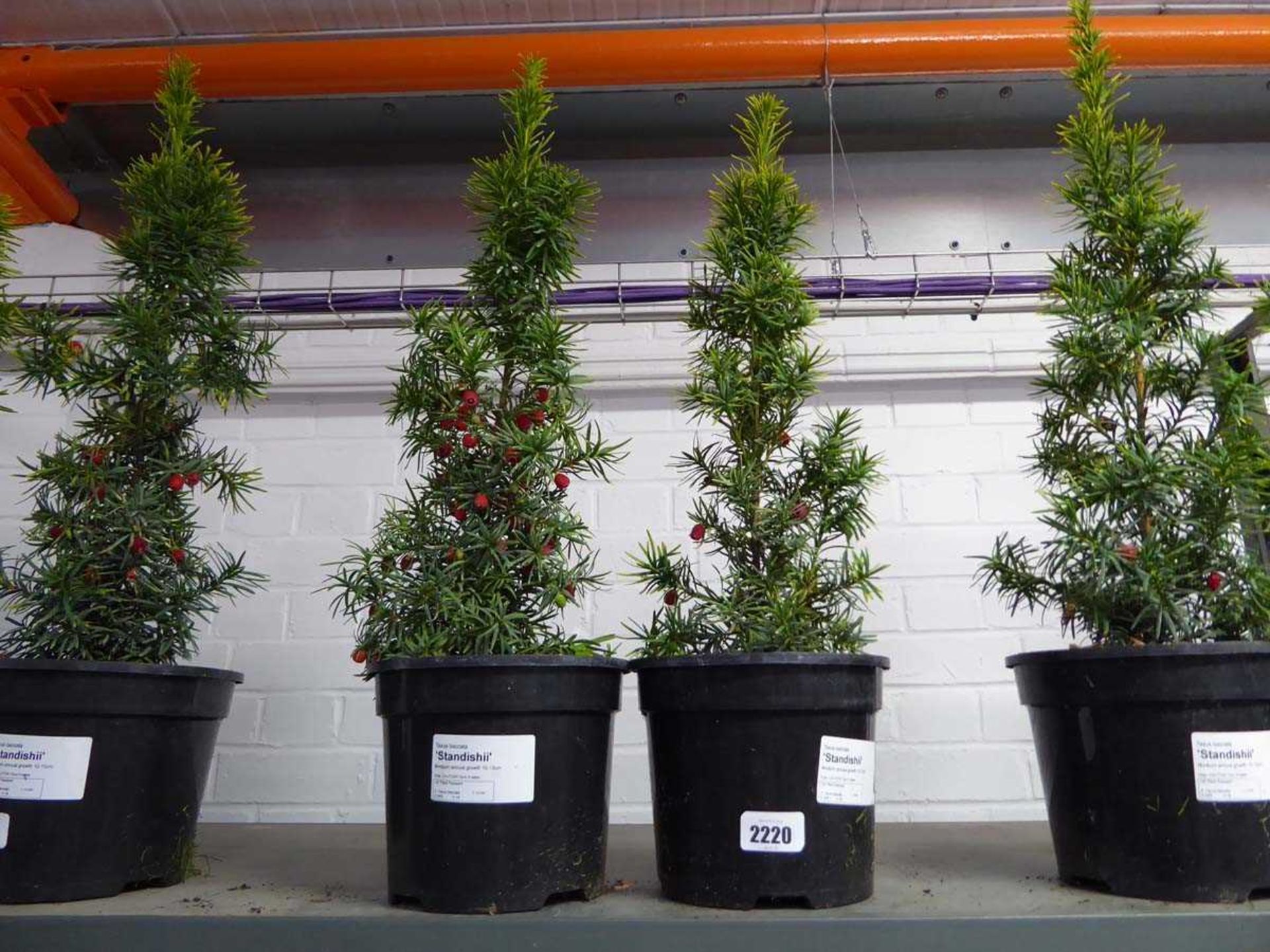 Pair of potted Taxus Baccata Standishii