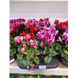 Large tray containing 8 potted cyclamen