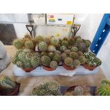 Large tray containing 8 large cacti plants