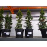 Pair of potted Taxus Baccata Standishii
