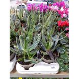 Large tray containing 8 potted aloe vera plants