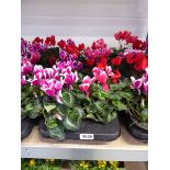 Large tray containing 8 potted cyclamen