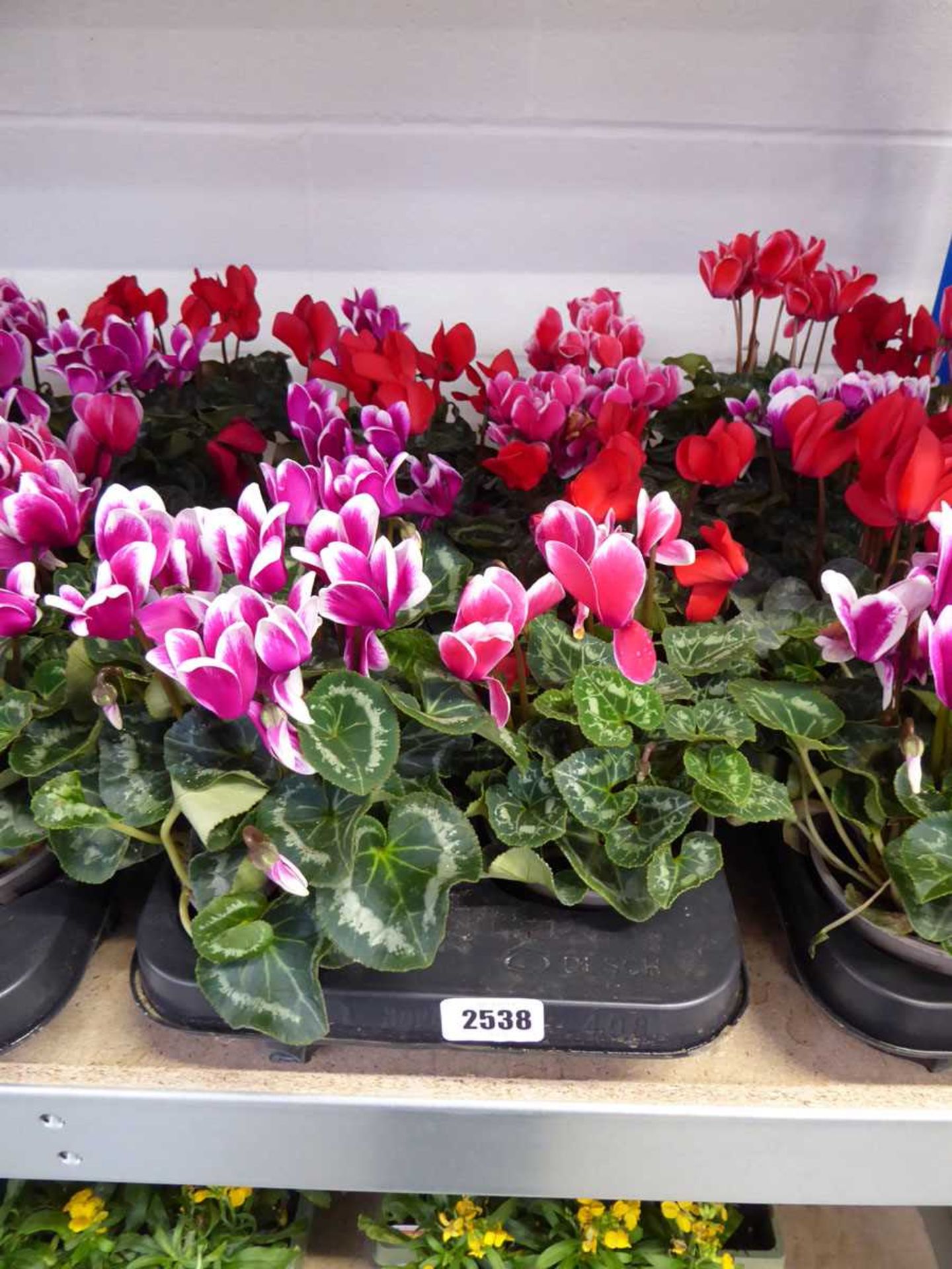 Large tray containing 8 potted cyclamen