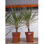 Pair of potted cordylines