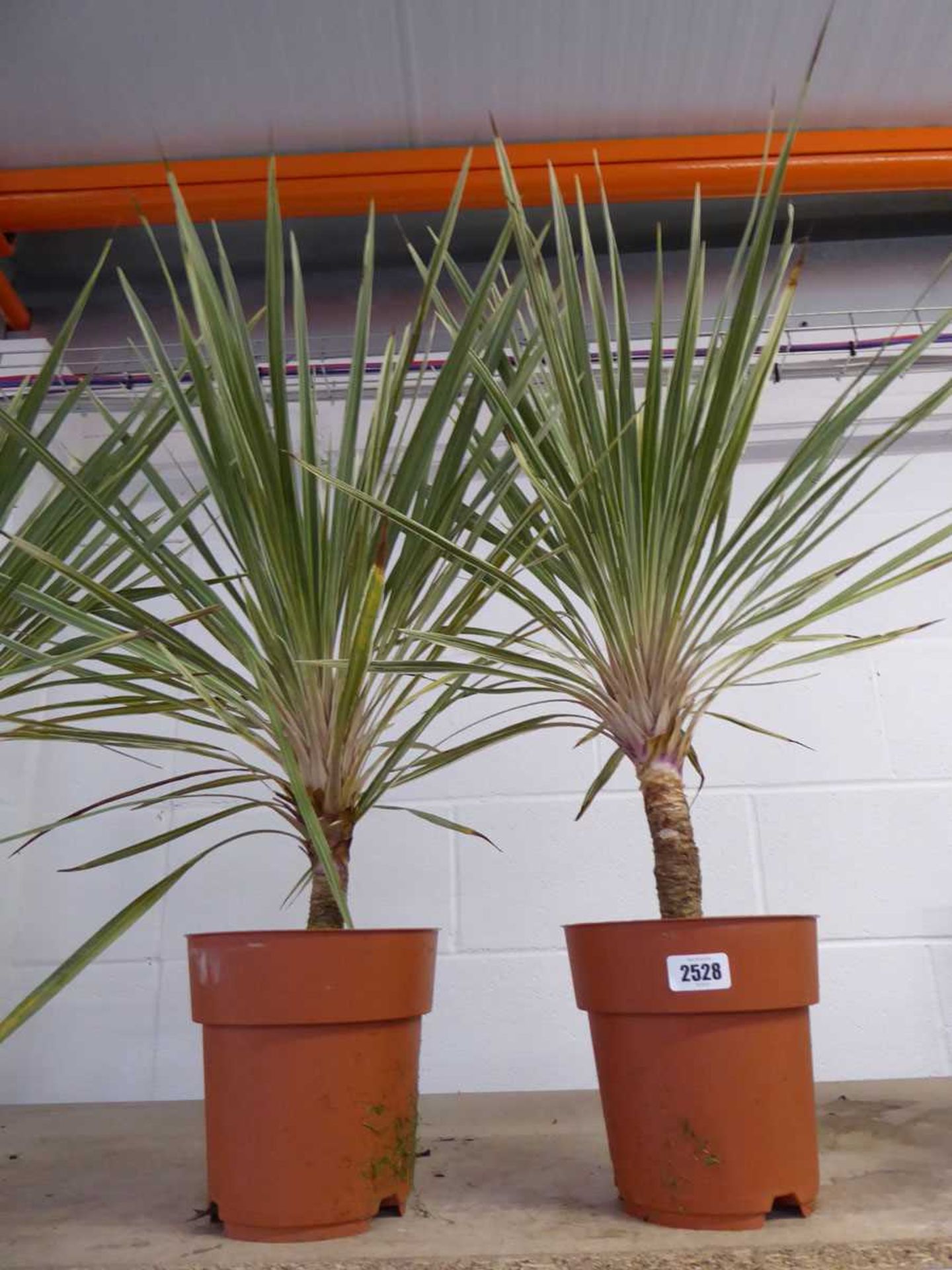 Pair of potted cordylines