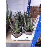 Large tray containing 8 potted aloe vera plants