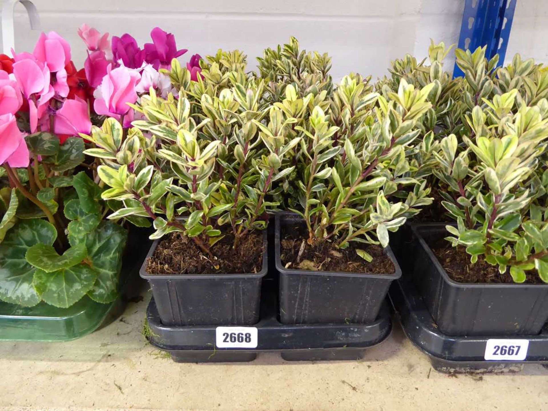 Tray containing 8 potted Hebes