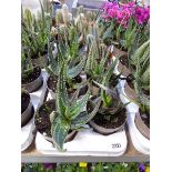 Large tray containing 7 potted aloe vera plants and 1 cactus