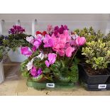 Tray containing 8 potted large cyclamen